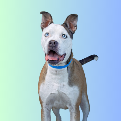 Mobile Mat Prevention & Nail Trim
